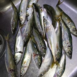 今日もサバゲー