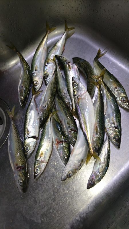 今日もサバゲー