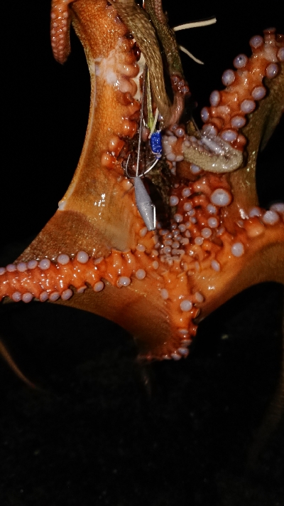 夜の漁港で夕涼み