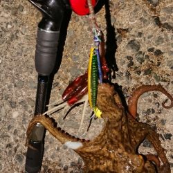 自作デビルパラシュート絶好調！