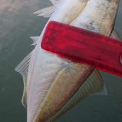 今季初の夏デイアジ