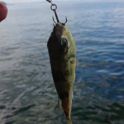 デイアジ釣れました〜d(‘∀’*)