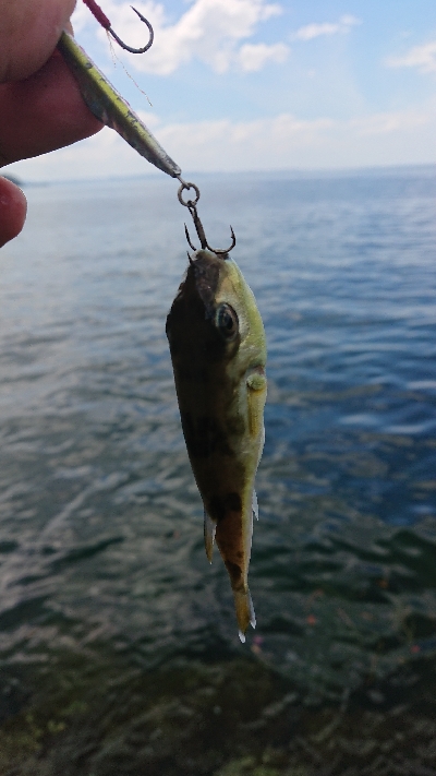 デイアジ釣れました〜d(‘∀’*)