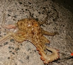 今年は当たり年？？