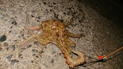 今年は当たり年？？