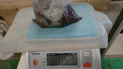 釣行時間45分(笑)