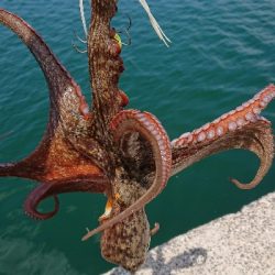 なかなかナイスサイズです！