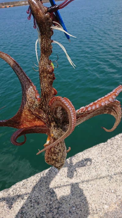 なかなかナイスサイズです！