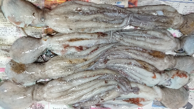 美味しい明石ダコ！