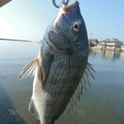 今日の釣果