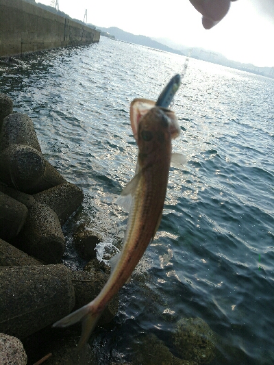 今日の釣果