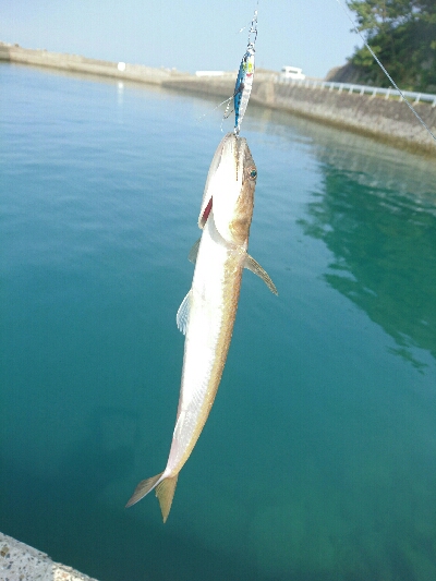 今日の釣果