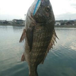 昨日夕方の釣果