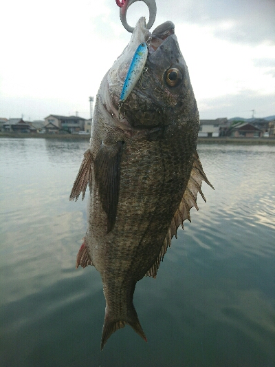 昨日夕方の釣果