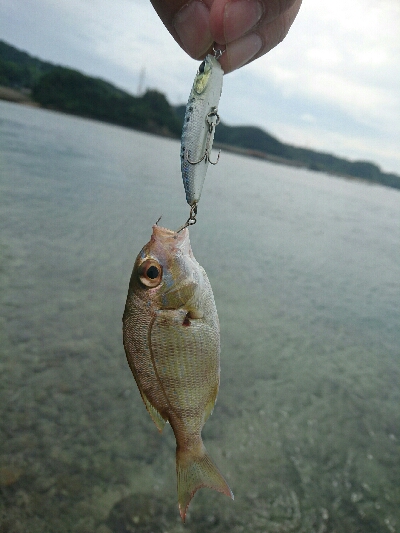 今日の釣果