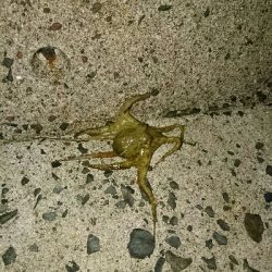 久しぶりのタッコング！！小さいのでリリース！