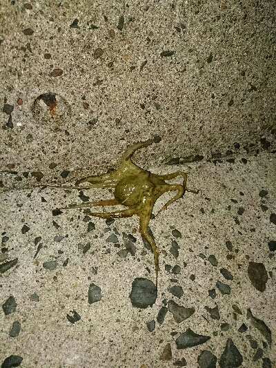 久しぶりのタッコング！！小さいのでリリース！