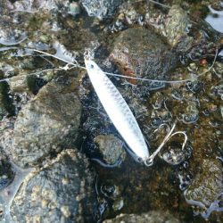 青物狙いでショアジギング！！