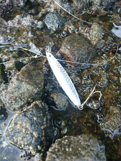 青物狙いでショアジギング！！