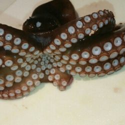 真昼のタッコング！