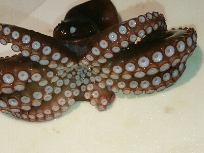 真昼のタッコング！