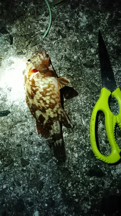 色んな釣りをして…