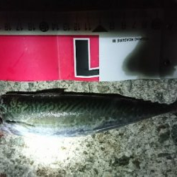 サバ&タチウオ 楽しめました♪