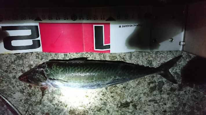 サバ&タチウオ 楽しめました♪