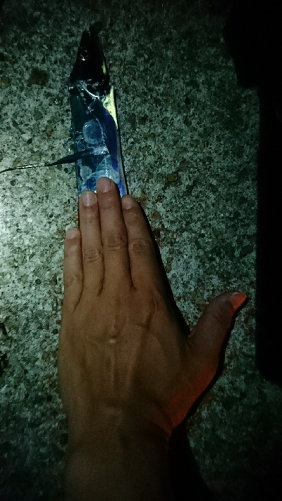 今日もタチウオ