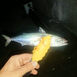 釣り部 釣行記  19