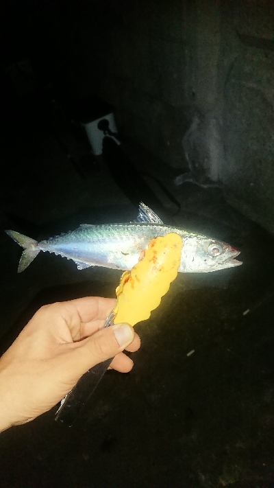 釣り部 釣行記  19