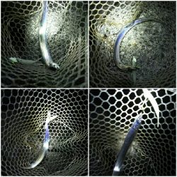 太刀魚ワインド