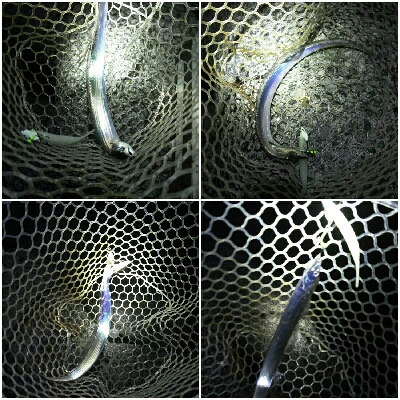 太刀魚ワインド