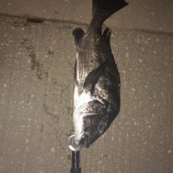 カニの引き釣りでチヌ