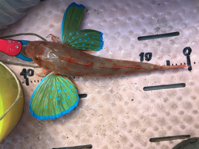 マイボートでタイラバ、ジギング!