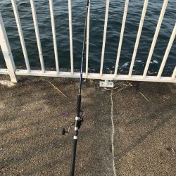 ペンペンシイラ