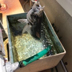 須磨沖  太刀魚  アジ