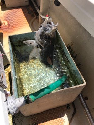 須磨沖  太刀魚  アジ