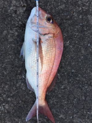 赤・青・黒三冠達成！！めでタイ！