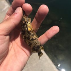 日中のライトゲーム