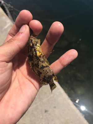 日中のライトゲーム