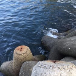 いつものとこですよ〜GMさんタコ釣れます