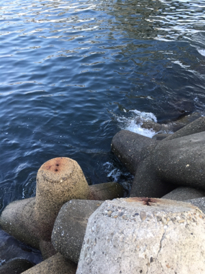 いつものとこですよ〜GMさんタコ釣れます