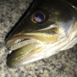 ゲストに救われた