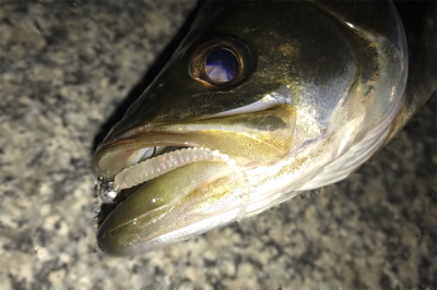 ゲストに救われた