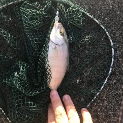 アジング五目釣り