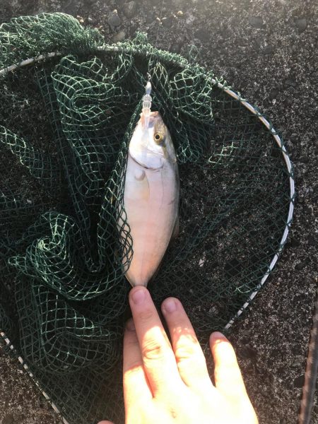 アジング五目釣り