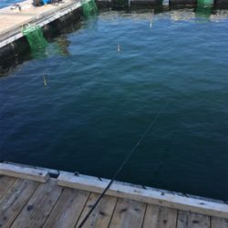 海上釣堀 田尻さんにて