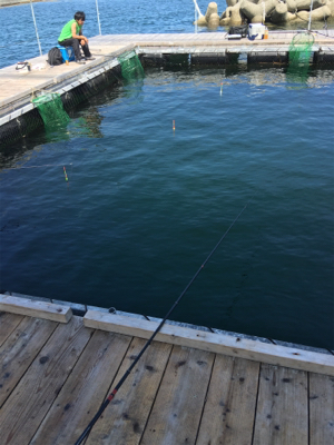 海上釣堀 田尻さんにて