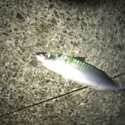 即席ワインドでサバ